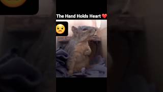 Cute Rat Got Scared 😱  Watch Still End  ytshorts pets [upl. by Atirec]