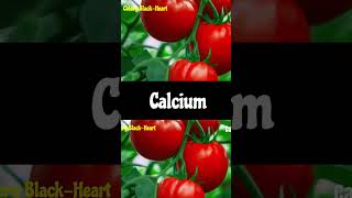 Plant Disease amp Calcium Deficiency Symptomsplantsciencefacts sciencecalciumdeficiencydiseases [upl. by Rich]