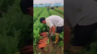 Organik Havuç Tarlasında Hasat Keyfi 🥕 farmtok organikhayat tazemeyve [upl. by Kilroy]