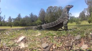 Goanna swallows egg whole  GoPro [upl. by Urbannal]