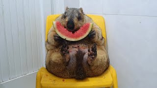 funny marmot sits and chews watermelon [upl. by Phelips544]