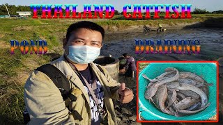 THAILAND CATFISH HARVESTINGReynolds MotoVlog [upl. by Erej951]