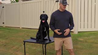 Retriever Training  Teaching Force Fetch  HOLD Video [upl. by Nrol]