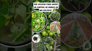 QUE APLICAR PARA HACER UN CONTROL DE HONGOS EN MIS CULTIVOS agricultura hortalizas plantas [upl. by Allyn]