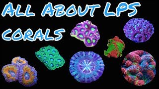 All About LPS Corals [upl. by Zinn]