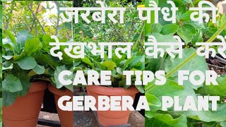 🔴Gerbera flower plant care tips  जरबेरा फूल के पौधों की देखभाल संबंधी युक्तियाँ [upl. by Child]