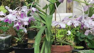 How I grow my Vanda orchids [upl. by Nospmas607]