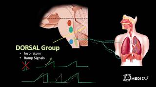 Neural Regulation of Respiration [upl. by Aivil940]