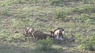 Pack of African Wild Dogs killing an Impala [upl. by Acinaj872]