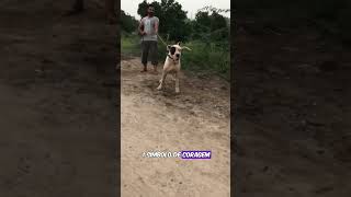 Bully Kutta a fera do oriente [upl. by Eecyak]