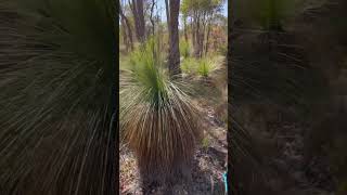 Grass trees Xanthorrhoea uniquely Australian ❤️ [upl. by Edrick]