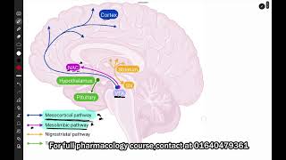 Antipsychotic drugs  Dopaminergic pathways  Role of Dopamine in CNS  Pharmacology  Bangla [upl. by Ailongam]