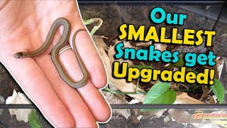 Steves Snaketuary Snake Comparison Copperhead Dekays Rough Earth [upl. by Tebzil]