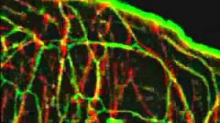 MicrotubuleEndoplasmic Reticulum Interaction ECB [upl. by Senskell]