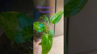 philodendron giganteum tissueculture tc update aroids plants variegatedplants variegated 🌿🌿 [upl. by Najar]