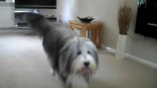 Bearded Collie Tricks [upl. by Yran638]