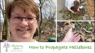 How to Propagate Hellebores 🌸🌺❤️ [upl. by Eerihs]