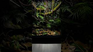 IKEA cabinet 🐸🌿 terrarium vivarium art sculpture interiordesign reptiles herpetology [upl. by Goran]