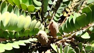 Zamia furfuracea seed pods  Cardboard Palm  Jamaican Sago  Mexican Cycad HD 02 [upl. by Keiryt450]