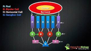 RECEPTORS  AQA A LEVEL BIOLOGY  EXAM QUESTIONS RUN THROUGH [upl. by Ledoux]