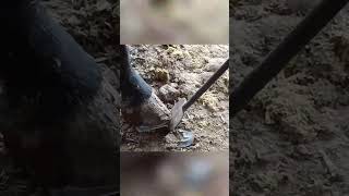 Use an extra long shovel to cut this super hard donkey hoof [upl. by Reffinnej]