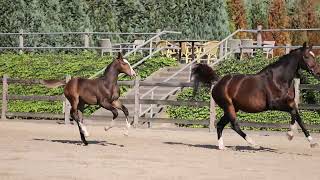 Rob Roy van de Bisschop Z x Celano stallion [upl. by Lauralee]