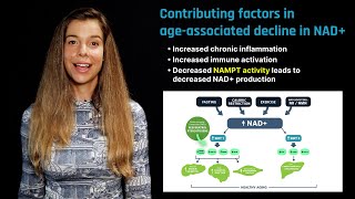 NAD in Aging Role of Nicotinamide Riboside and Nicotinamide Mononucleotide [upl. by Atener]