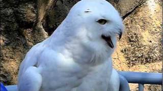 鳴くシロフクロウ。 Snowy Owl is barking [upl. by Sharp588]