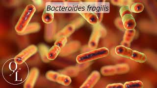 20 Bacteroides fragilis [upl. by Negroj]