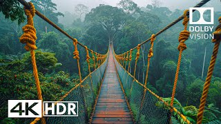 JAW DROPPING 4K 60FPS HDR  Dolby Vision 4K Video [upl. by Seitz]