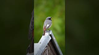 Black Redstart bird birds birdsoftiktok birdwatching birdslove birdlover birdy music nature [upl. by Cimbura]