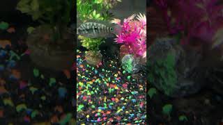 Elephant nose and Pike Cichlid in 20 gallon fishtank [upl. by Nivalc644]