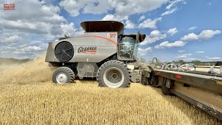 CENTENNIAL Gleaner S97 Combine Harvesting Wheat [upl. by Iznil402]