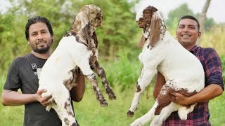 উন্নত মানের হাই কোয়ালিটি খাসি পার্টি ছাগলের দাম জানান [upl. by Goode199]