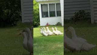 Honking geese just crossed the road in front of us geese [upl. by Sualk]