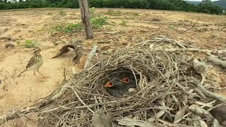 African pipit birds Raise her baby in the nest  Review Bird Nest [upl. by Ynettirb]