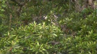 Blackcrowned Night Herons in Indigo Run rookery  Hilton Head Island [upl. by Lenod]