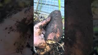 Yacon root cropTaranakiNew Zealandyacon yaconrootcrop gardeninglife rootcrop [upl. by Adnola229]