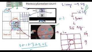 Hemocytometer principle [upl. by Ecirum851]