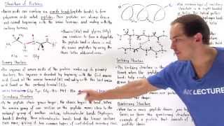 Structure of Proteins [upl. by Ytsur]