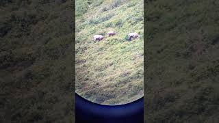 Chamois in the distance 🐐🔭 beautiful chamois switzerland wildlife shorts trending nature [upl. by Noived]