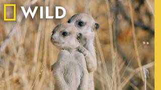 7 Minutes of The Cutest Baby Animals Youve Ever Seen  Nat Geo [upl. by Krystin931]