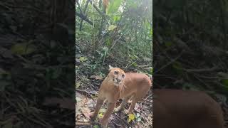 Puma da el susto de su vida a voluntaria en Parque Corcovado [upl. by Shriver]