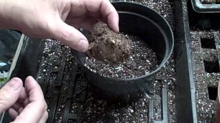 Spring Planting IndoorsCaladiums Tubers [upl. by Broderic]