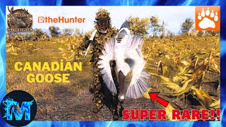 TheHunter Classic  SUPER RARE CANADİAN GOOSE  thehunter [upl. by Lemay]