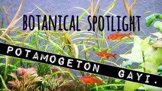 Botanical Spotlight Potamogeton Gayi An Elegant amp Affordable High or LowTech Aquarium Plant [upl. by Yedarb424]