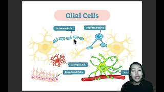 EP2 เซลล์ประสาทและผองเพื่อน neuron and neuroglia [upl. by Rairb104]