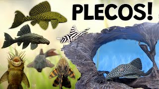 Perfect Plecos for Your Aquarium Plecostomus Are Not Just Suckers [upl. by Dang754]