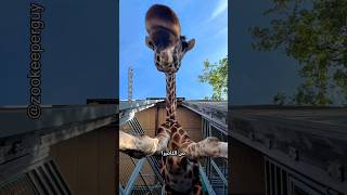 مافعلته الزرافة غير متوقع 🦒😅 [upl. by Adnahsal570]