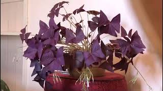 Oxalis Movement Time Lapse [upl. by Monafo]